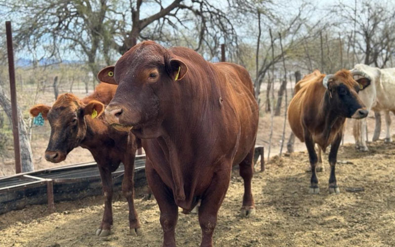 Ocupa Sonora segundo lugar nacional en producción de carne de cerdo