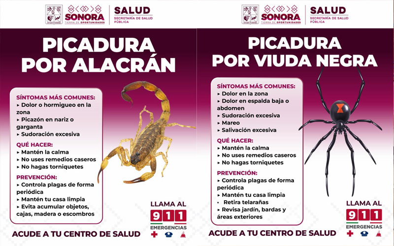 Salud Sonora llama a prevenir picaduras y mordeduras de animales ponzoñosos durante el calor