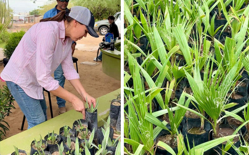 Abre Vivero Estatal en Hermosillo con donación gratuita de plantas para fomentar la reforestación urbana