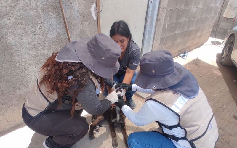 Refuerza Salud Sonora acciones para prevenir casos de rickettsia