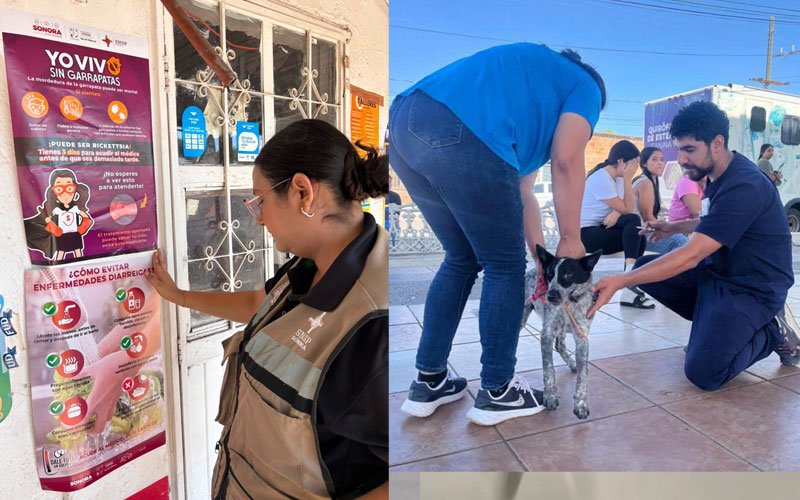 Refuerza Salud Sonora acciones contra la rickettsia en Cajeme