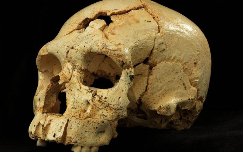 Hallazgo de cráneo de 200 mil años revela nueva pieza de la evolución humana en Europa