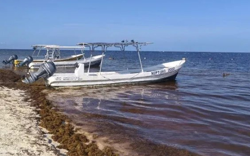 Gobierno federal destinará 2 mil millones de pesos para reforzar combate al sargazo en Quintana Roo