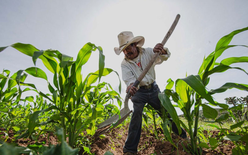 Agricultura reporta inversión de 107 mil millones de pesos en apoyos al campo