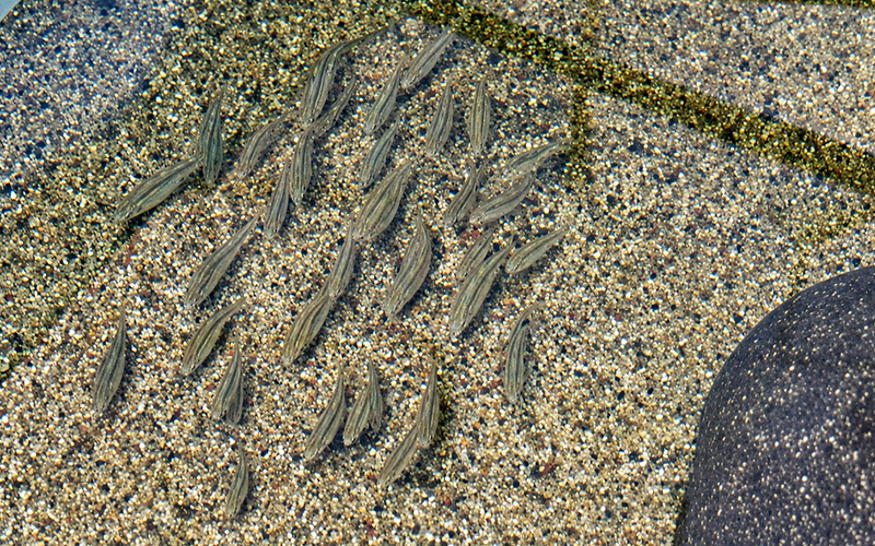 UNISON impulsa refugio para conservar peces nativos en riesgo del río Sonoyta