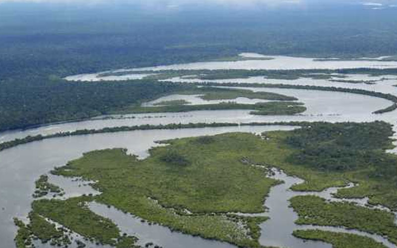 Amazonia alberga más de 2 mil 700 especies de peces de agua dulce, revela estudio