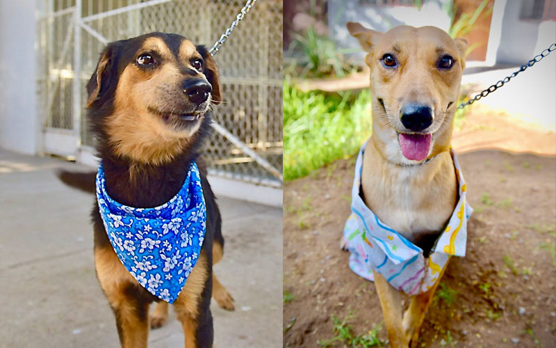Invitan a Feria de Adopciones para encontrar hogar a perros y gatos