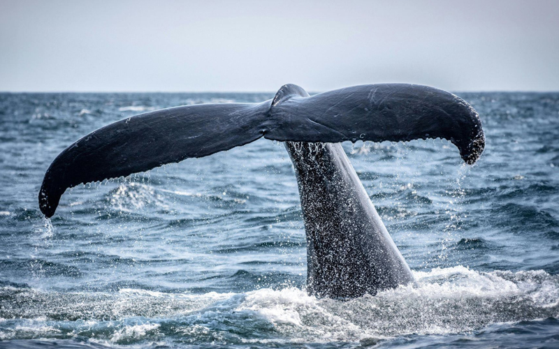 Ballenas jorobadas superan los 30 mil ejemplares en Brasil tras décadas de conservación