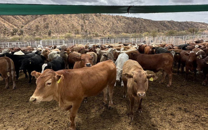 Gobierno de Sonora respalda verificaciones sanitarias de Estados Unidos rumbo a reactivar exportación ganadera