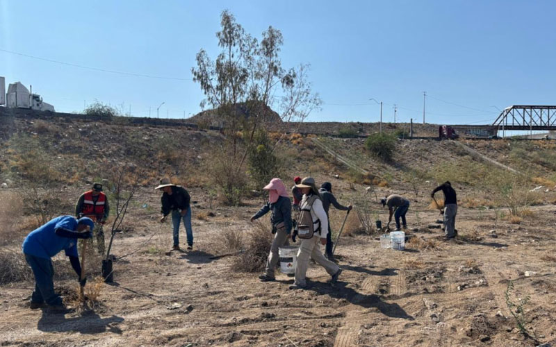 Inicia reforestación en “La Oreja” de La Sauceda con especies nativas y participación ciudadana