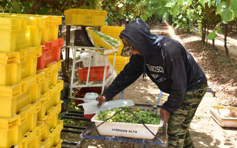 Con más de 300 mil toneladas, Sonora se consolida como el mayor productor de uva de mesa en México