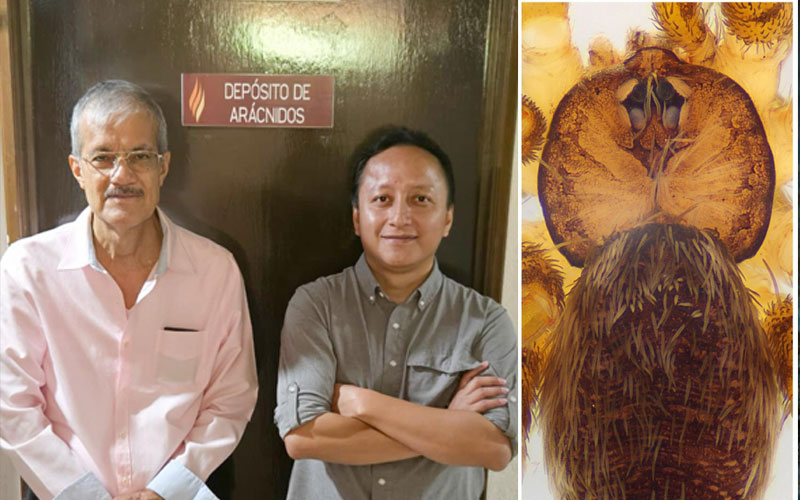 Descubren en Hermosillo nueva especie de araña y la bautizan Filistatinella bacanora