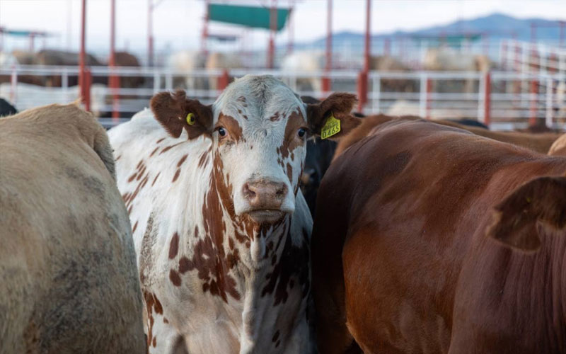 Sonora busca duplicar exportaciones de ganado a Estados Unidos