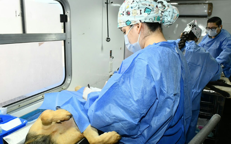 Anuncian jornadas gratuitas de esterilización para perros y gatos en Hermosillo