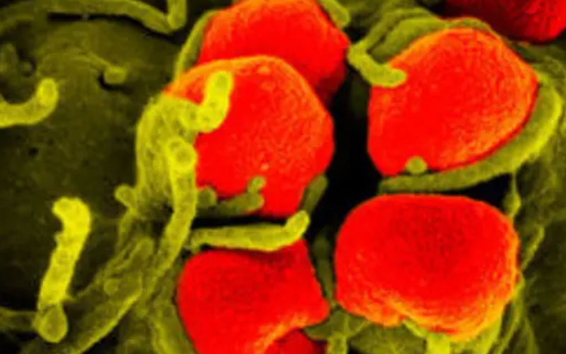 Europa alerta por aumento de casos de gonorrea resistente a antibióticos