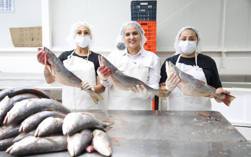 Arranca Durazo programa para garantizar precio justo a pescadores de curvina en el Golfo de Santa Clara