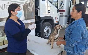 Salud Sonora llama a detectar a tiempo la rickettsiosis y reforzar medidas de prevención en casa