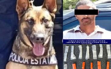 Detiene PESP a hombre con sustancia prohibida en La Cholla; intervención clave de binomio canino