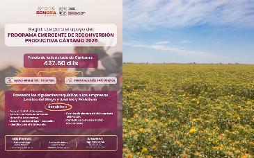Invita Sagarhpa a productores a sumarse al Programa de Reconversión Productiva de Cártamo 2025