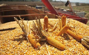 Importaciones de maíz rompen récord en enero de 2026 y presionan mercado interno