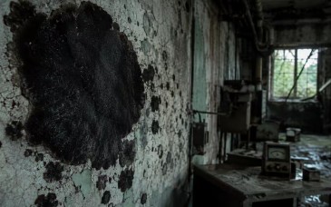 El hongo negro de Chernóbil intriga a la ciencia por su resistencia a la radiación