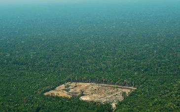 <b>Crece más del doble d</b><b>eforestación de Amazonia en un año</b>
