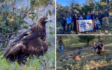UES participa en conservación de águila real en Norteamérica