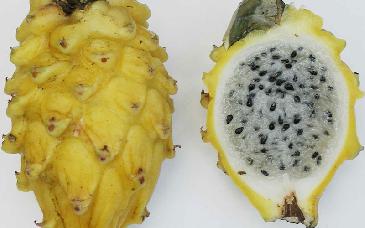 Cáscara de pitahaya: de desecho a suplemento nutritivo