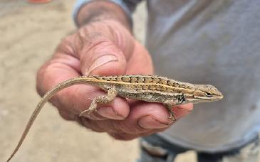 Un hallazgo que inspira: México suma una especie y un recordatorio de valorar su biodiversidad