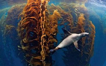 Alerta ambiental en Baja California por la desaparición acelerada de los bosques de algas