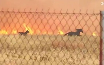 Prisión preventiva para alcalde griego por incendio forestal cerca de Atenas