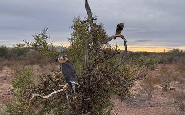 UES impulsa conservación del halcón aplomado y berrendo en el desierto chihuahuense
