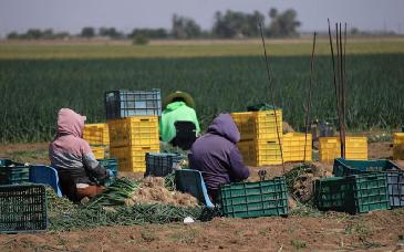 Fortalece Sonora el campo con cultivos de alto valor en San Luis Río Colorado