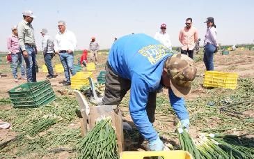 Campo sonorense sostiene más de 137 mil empleos: reconocen labor agrícola