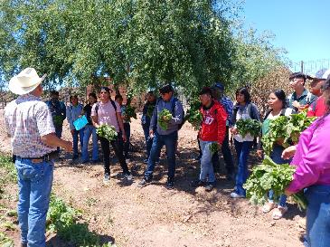 Soberanía alimentaria impulsa desarrollo Yaqui