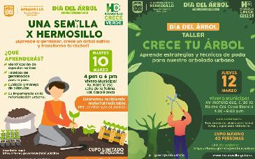Convoca Gobierno de Hermosillo a aprender a germinar un árbol nativo y técnicas de poda