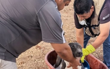 Salud Sonora refuerza acciones para prevenir la fiebre manchada por rickettsia