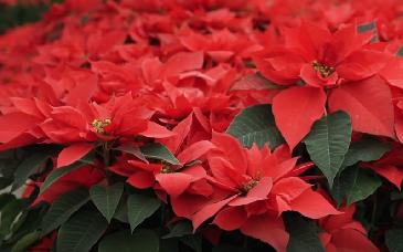 Xochimilco y Tláhuac logran producción récord de nochebuena para la temporada navideña