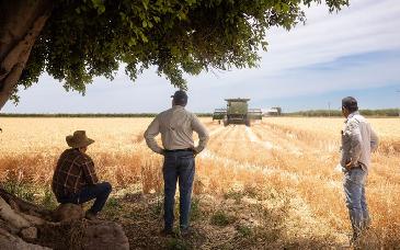 Sagarhpa y Gobierno de Sonora anuncian apoyos para pequeños y medianos productores de trigo