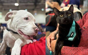 Unison cuida a tus lomitos: más de 490 servicios veterinarios gratuitos en Hermosillo