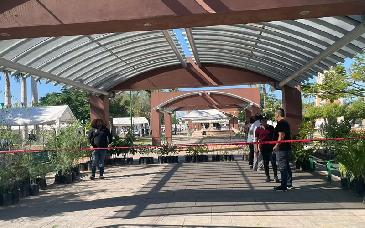 Ecotrueque en Cajeme: canjean material reciclable por árboles para un municipio más verde