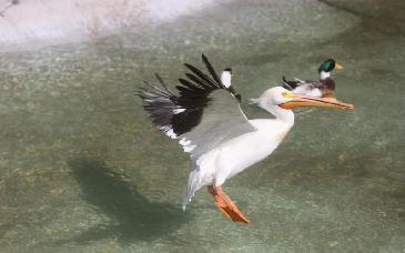 Sonora fortalece la conservación de fauna con renovación del aviario en Hermosillo