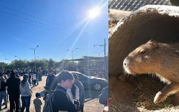 Más de 16 mil visitantes atrae nuevo capibara en el Centro Ecológico de Sonora