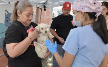 Hermosillo realizará jornadas gratuitas de castración para perros y gatos