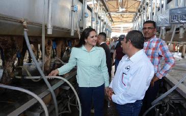 Impulsan mejoramiento genético del ganado lechero en Sonora con inversión millonaria