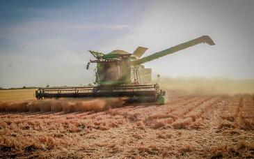 Gobierno de Sonora impulsa apoyo económico para alcanzar precio justo del trigo cristalino