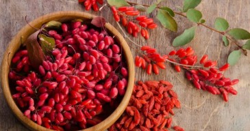 Berberina:Tu Despertador Metabólico Natural