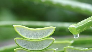Áloe: sanación externa, riesgo interno