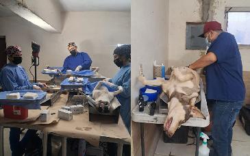 Más de 10 mil servicios brindados en Jornadas de Bienestar Animal y Esterilización en Sonora durante 2025