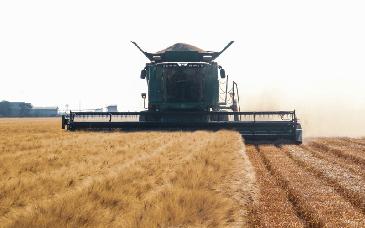 Sagarhpa recuerda a productores de trigo panificable trámite para pago del ciclo agrícola 2024–2025